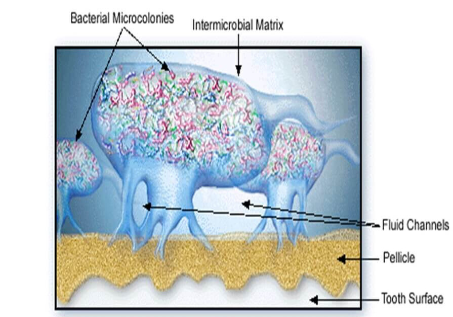 Tooth structure