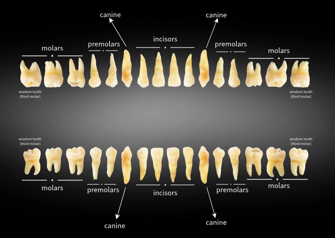 How many teeth do adults have on top? How many teeth do adults have on top?