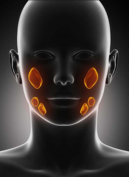 Salivary glands