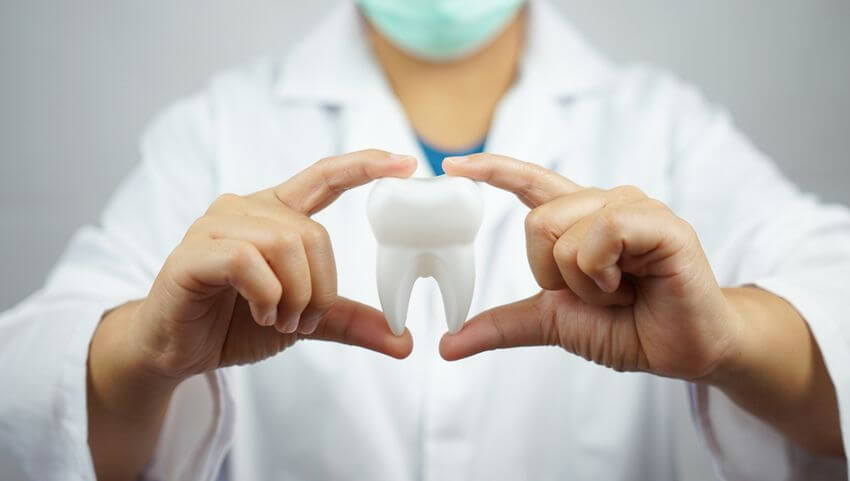 dentist with a white dress shows healty teeth model.